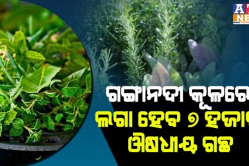 ହର୍ବାଲ କରିଡୋର ହେବ ଗଙ୍ଗାନଦୀ କୂଳ, ଲଗା ହେବ ୭ ହଜାର ପ୍ରଜାତିର ଔଷଧୀୟ ଗଛ